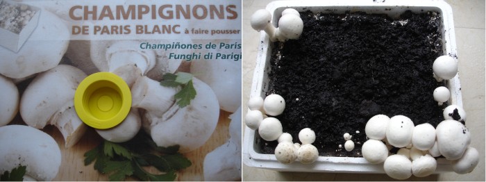 Champignons de Paris à faire pousser